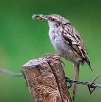 Short-toed Treecreeper