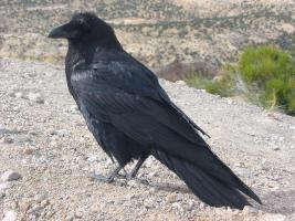 Common Raven/Raven