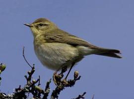 Willow Warbler
