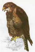 Common Buzzard