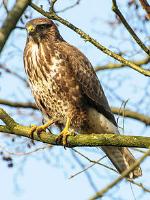 Common Buzzard