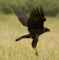 Marsh Harrier