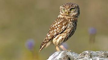 Little Owl