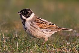Reed Bunting