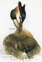 Great Crested Grebe