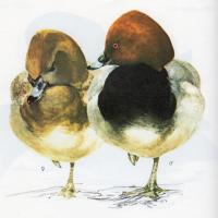 Common Pochard