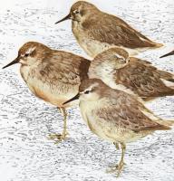 Red Knot