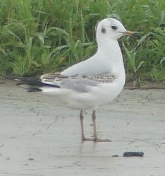 Black-headed Gull