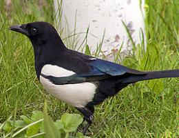 Magpie