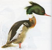 Red-breasted Merganser