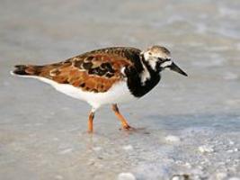 Ruddy Turnstone