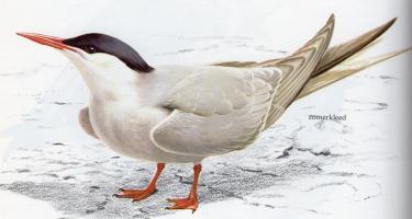Arctic Tern