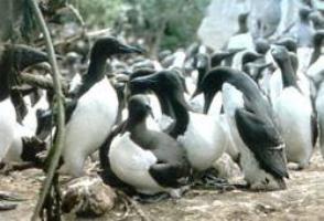 Guillemot