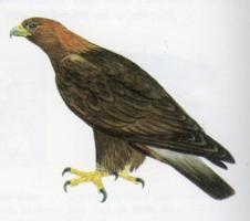 Golden Eagle