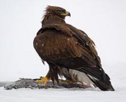 Golden Eagle