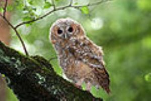 Tawny Owl