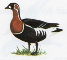 Red-breasted Goose