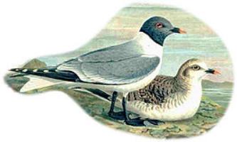 Sabine`s Gull