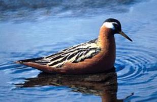 Grey Phalarope