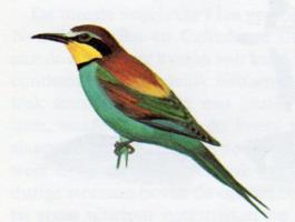 European Bee-eater