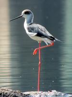Black-winged Stilt