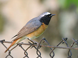 Common Redstart