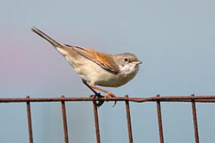 Whitethroat