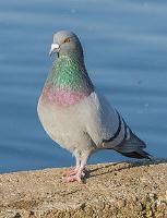 Rock Dove