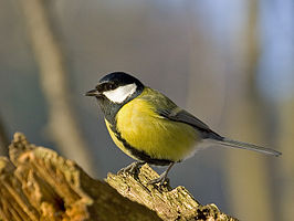 Great Tit