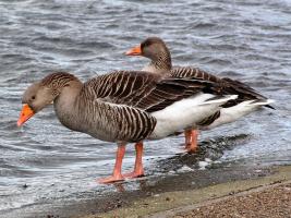 Greylag Goose