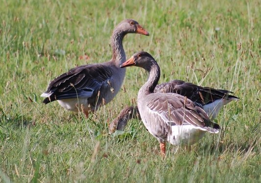 Greylag Goose