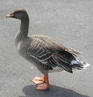 Bean Goose