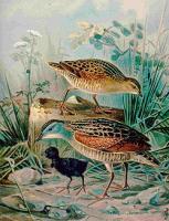 Corn Crake