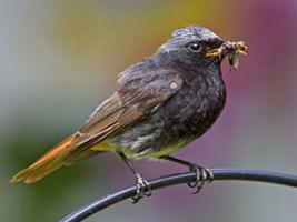 Black Redstart