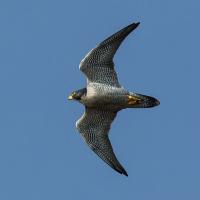 Peregrine Falcon