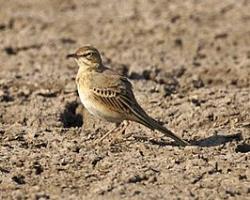 Tawny Pipit